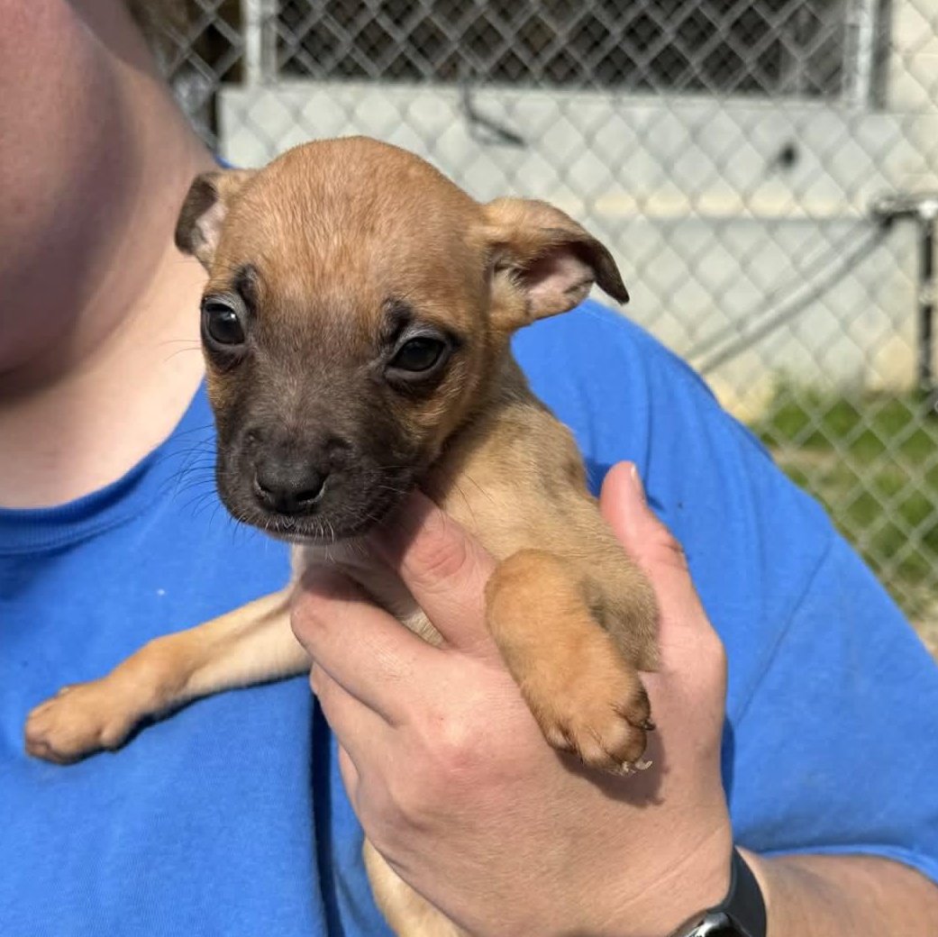 Enlarge Roxie, a ADOPTABLE mixed breed in Bristol, VT image 3/3
