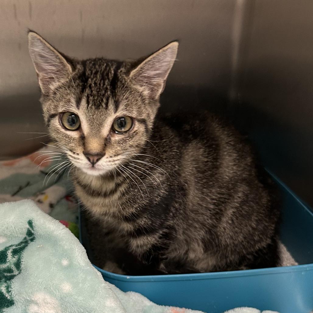 Enlarge Monroe, a Adoptable Domestic Short Hair in Naperville, IL image 1/1