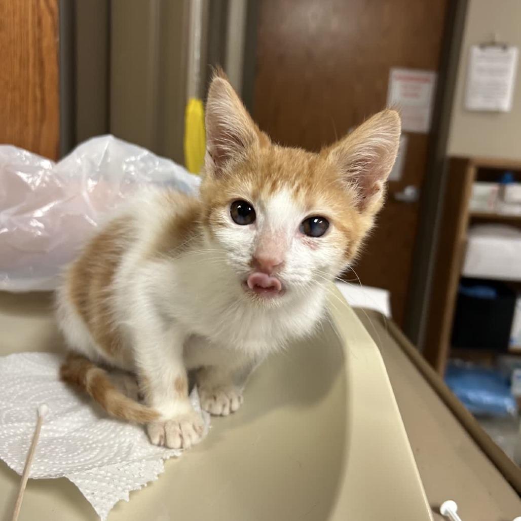Enlarge Luma, a Adoptable Domestic Short Hair in Norfolk, NE image 1/1