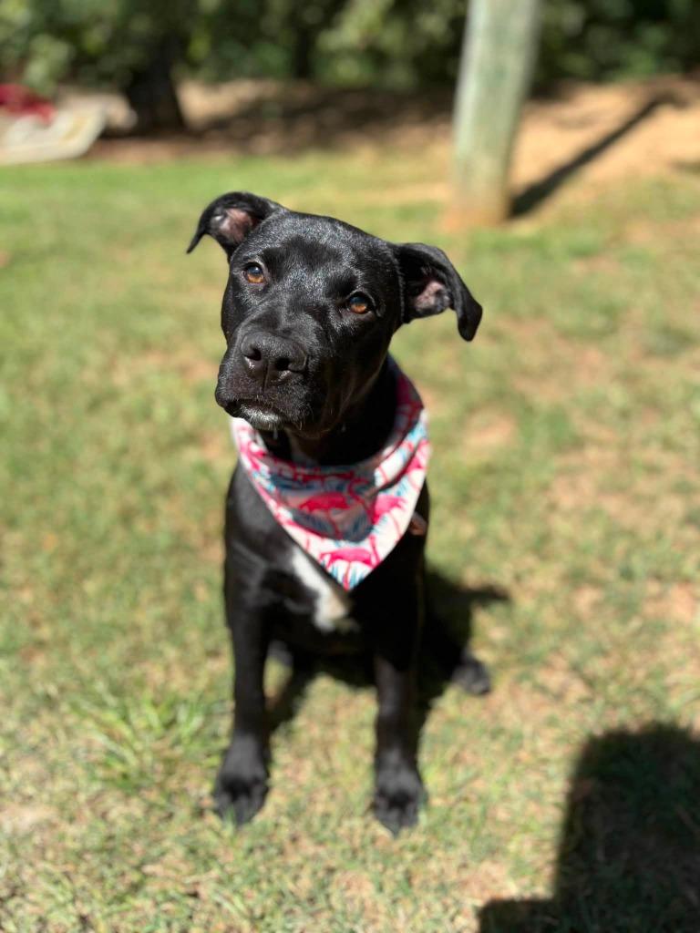 Enlarge Randy, a Adoptable mixed breed in Fond Du Lac, WI image 1/5