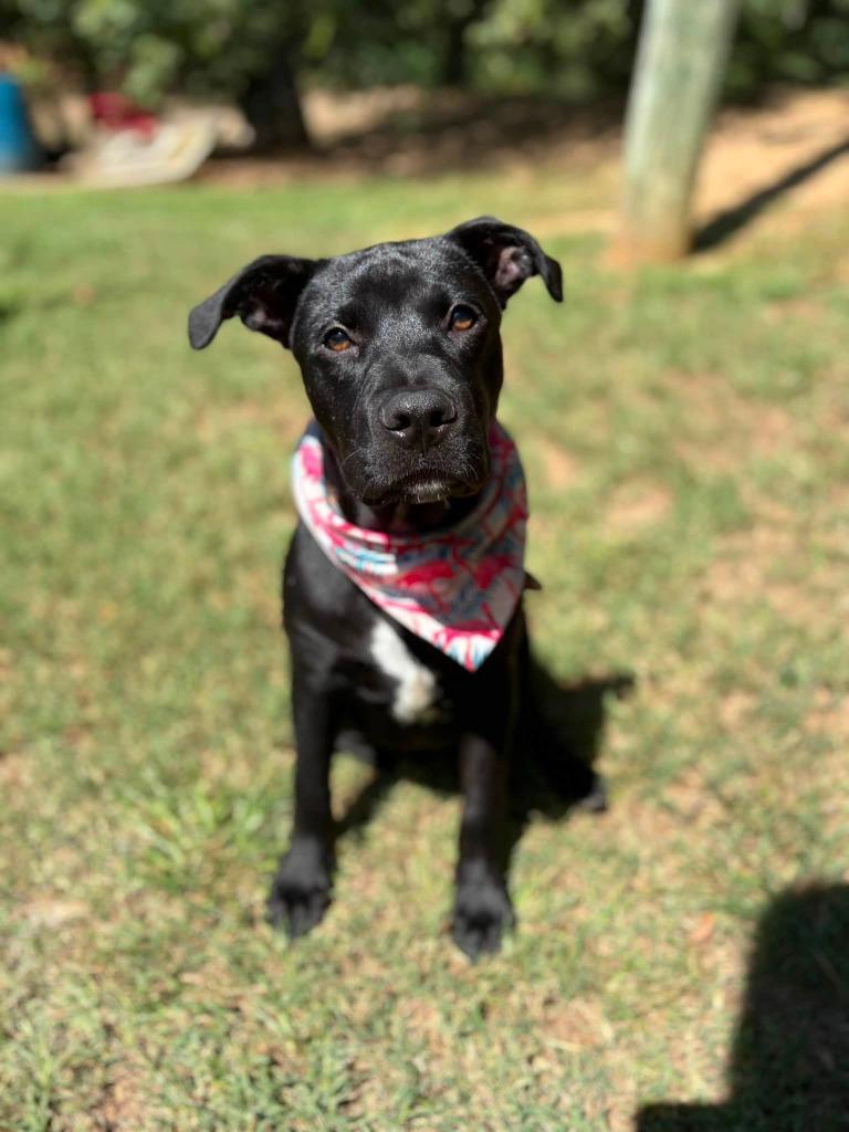 Enlarge Randy, a Adoptable mixed breed in Fond Du Lac, WI image 2/5