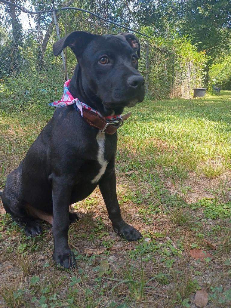 Enlarge Randy, a Adoptable mixed breed in Fond Du Lac, WI image 3/5