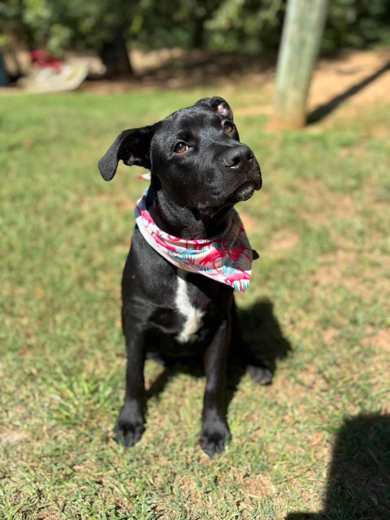 Enlarge Randy, a Adoptable mixed breed in Fond Du Lac, WI image 4/5