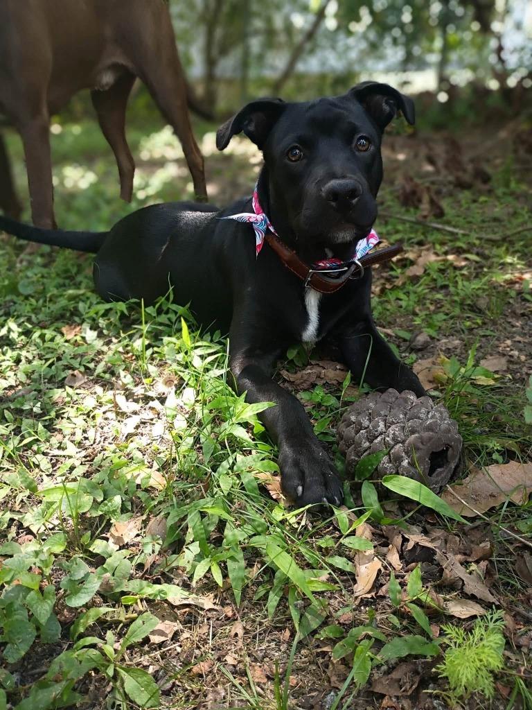 Enlarge Randy, a Adoptable mixed breed in Fond Du Lac, WI image 5/5