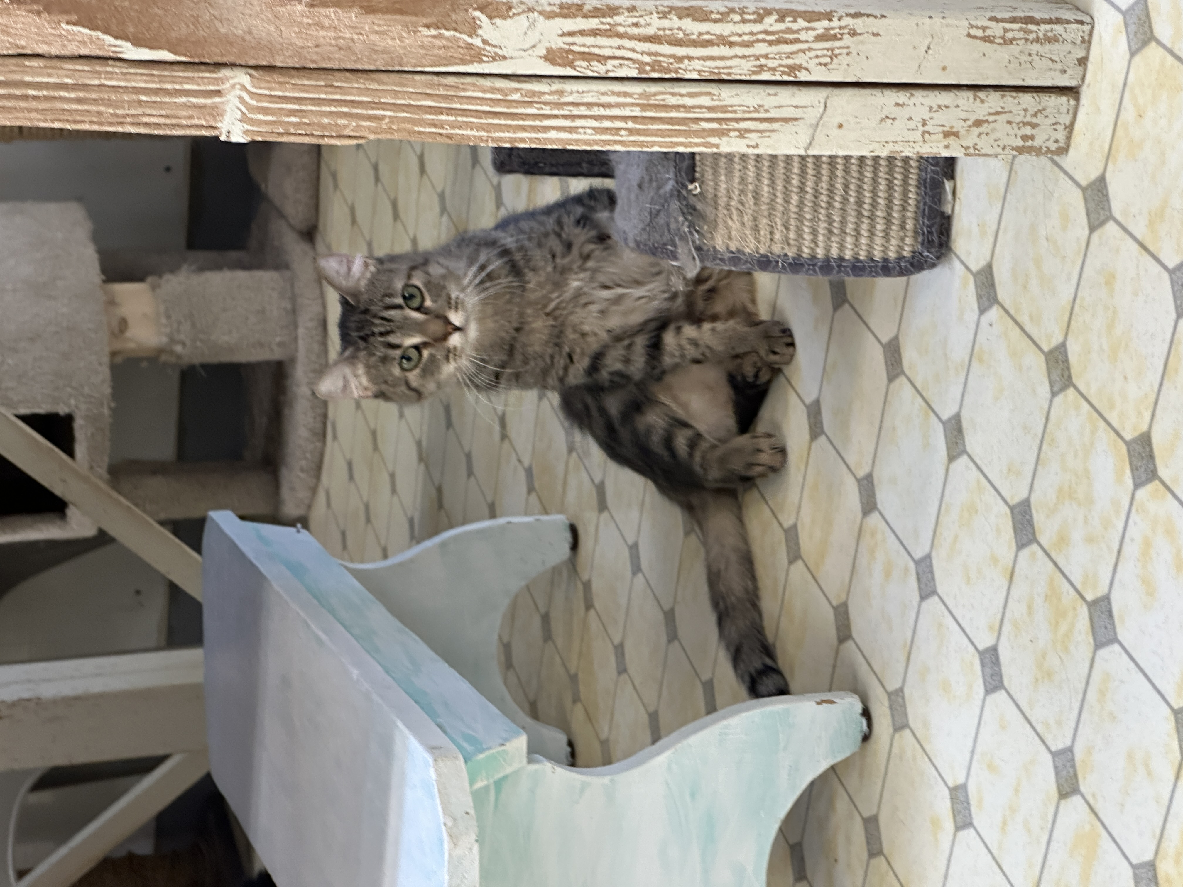 Kelpie-VERY Shy, a Adoptable mixed breed in Anchorage, AK image 3/6