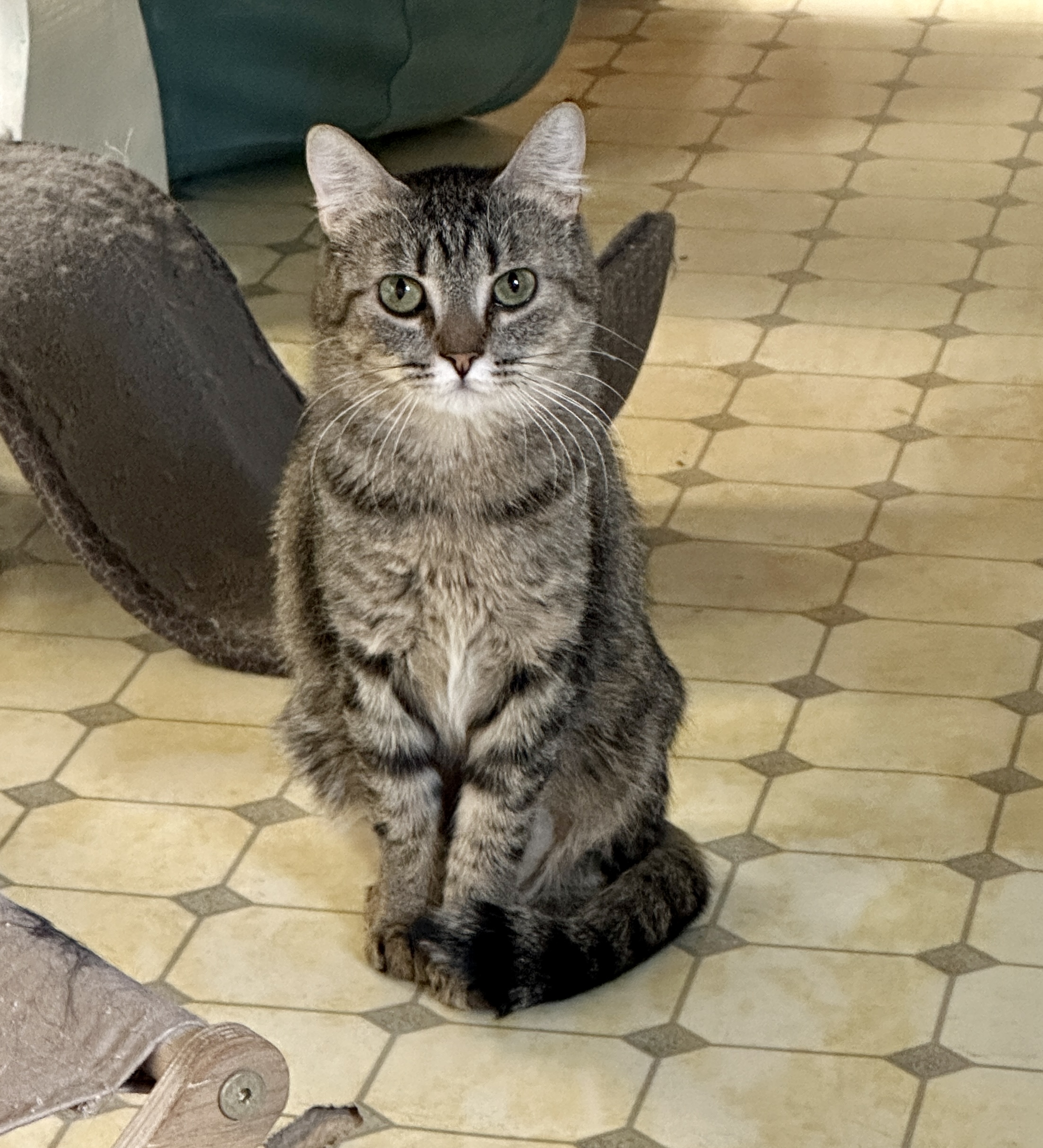 Kelpie-VERY Shy, a Adoptable mixed breed in Anchorage, AK image 2/6