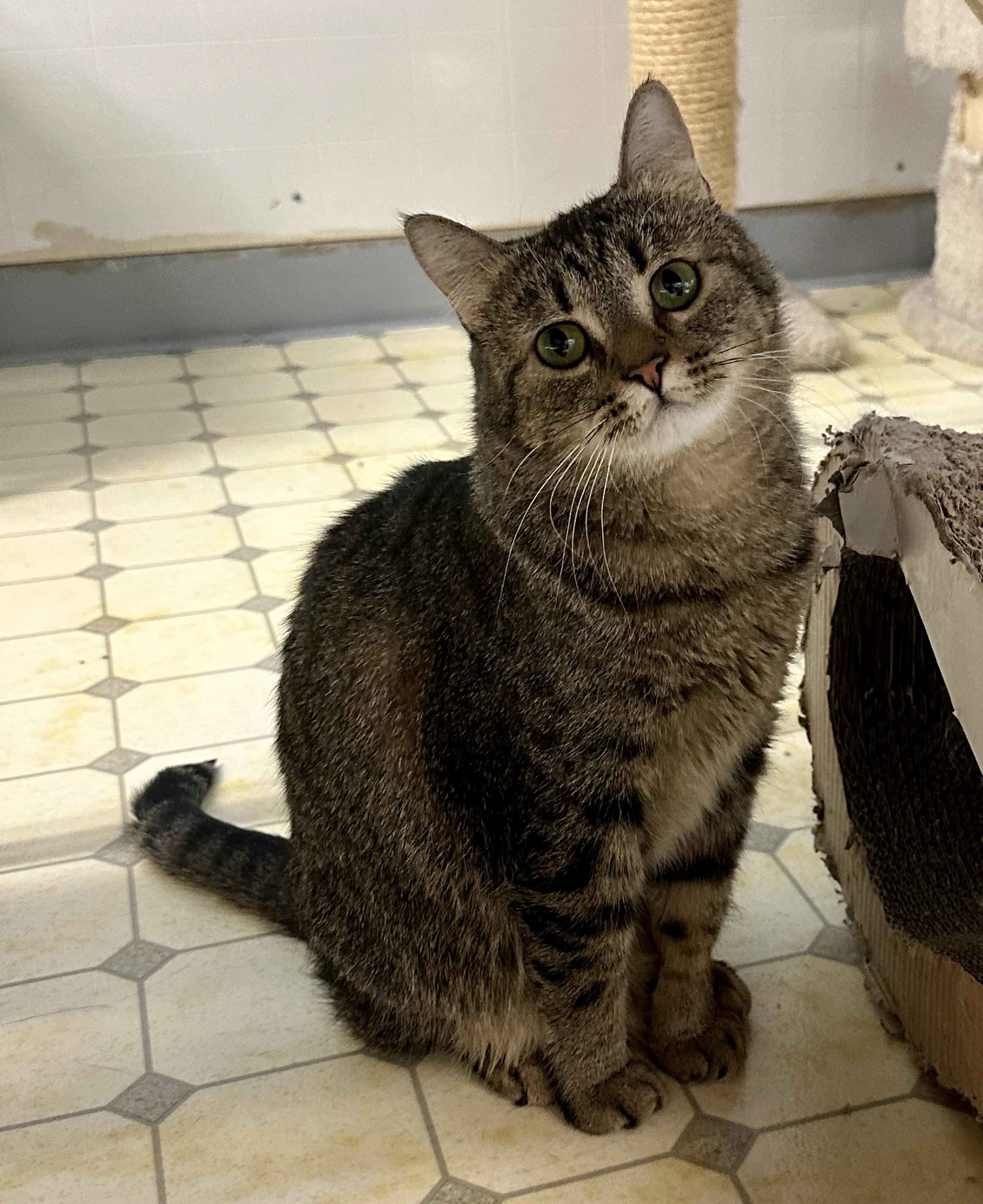 Kelpie-VERY Shy, a Adoptable mixed breed in Anchorage, AK image 1/6