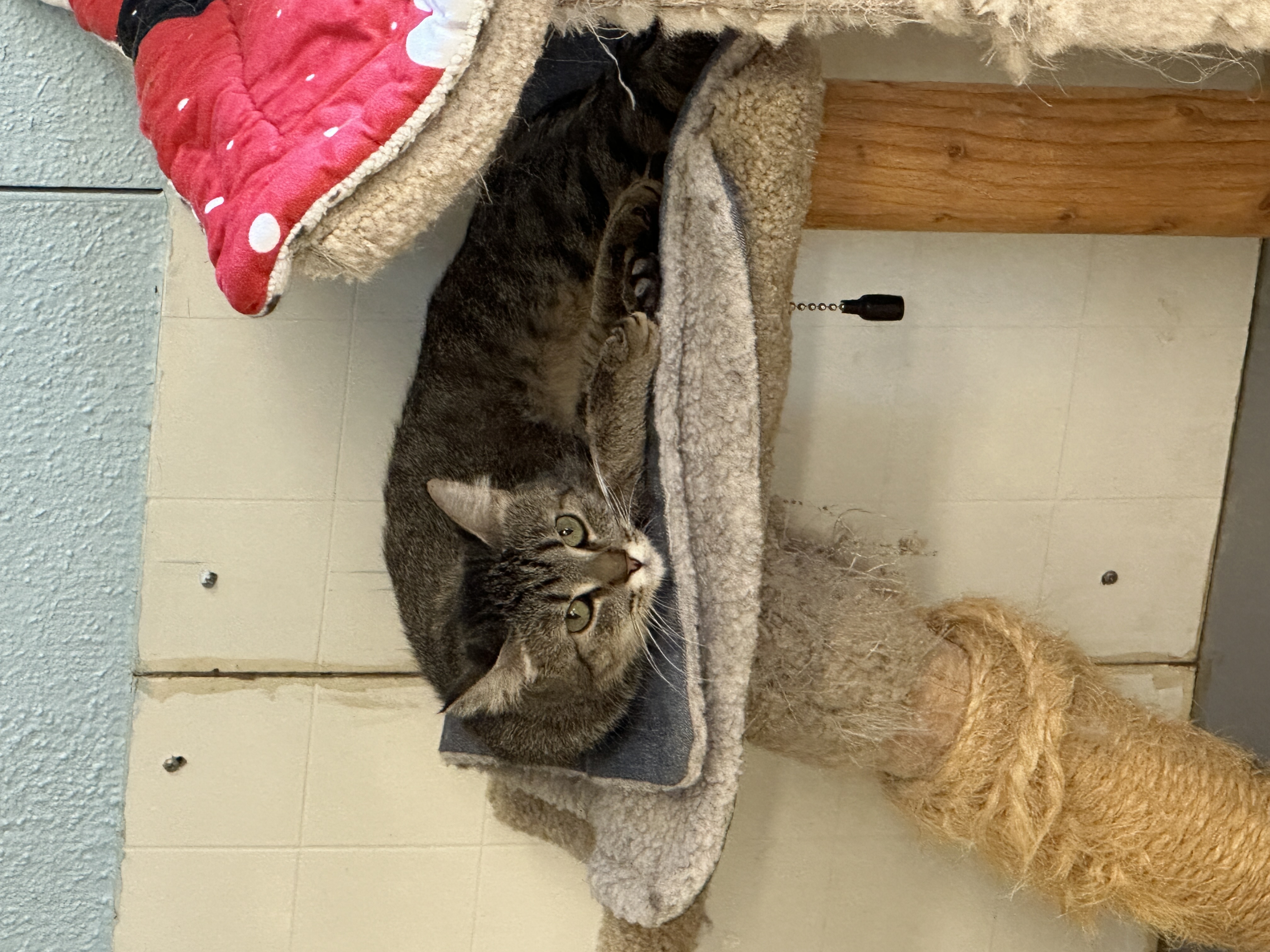 Kelpie-VERY Shy, a Adoptable mixed breed in Anchorage, AK image 6/6