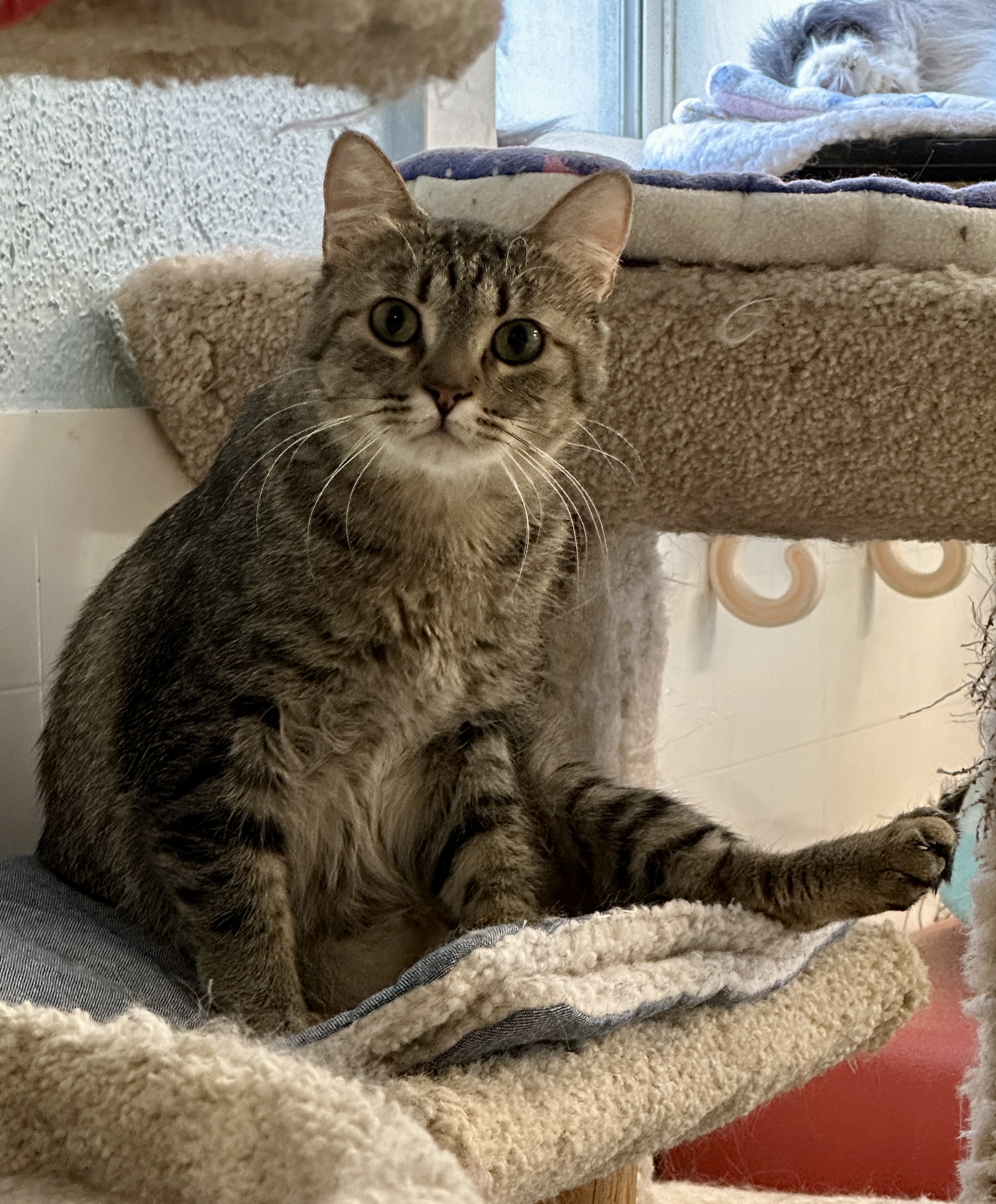 Kelpie-VERY Shy, a Adoptable mixed breed in Anchorage, AK image 4/6