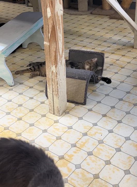 Enlarge Kelpie-VERY Shy, a Adoptable mixed breed in Anchorage, AK video 5/6