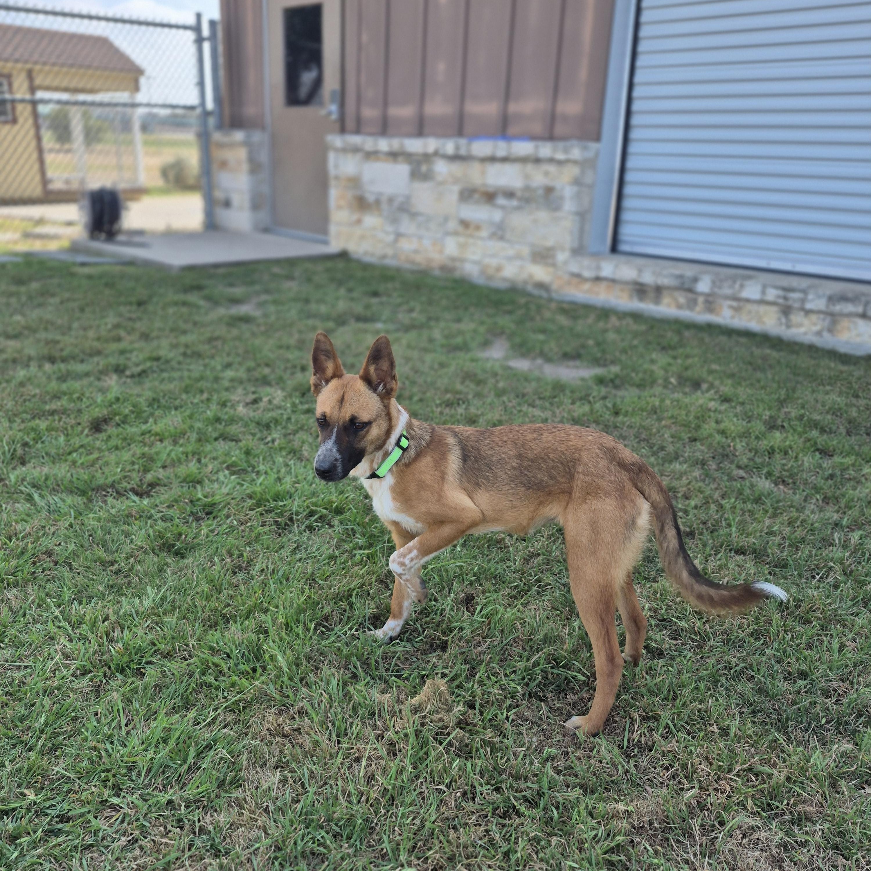 North, ADOPTABLE, Young Female Mixed Breed.