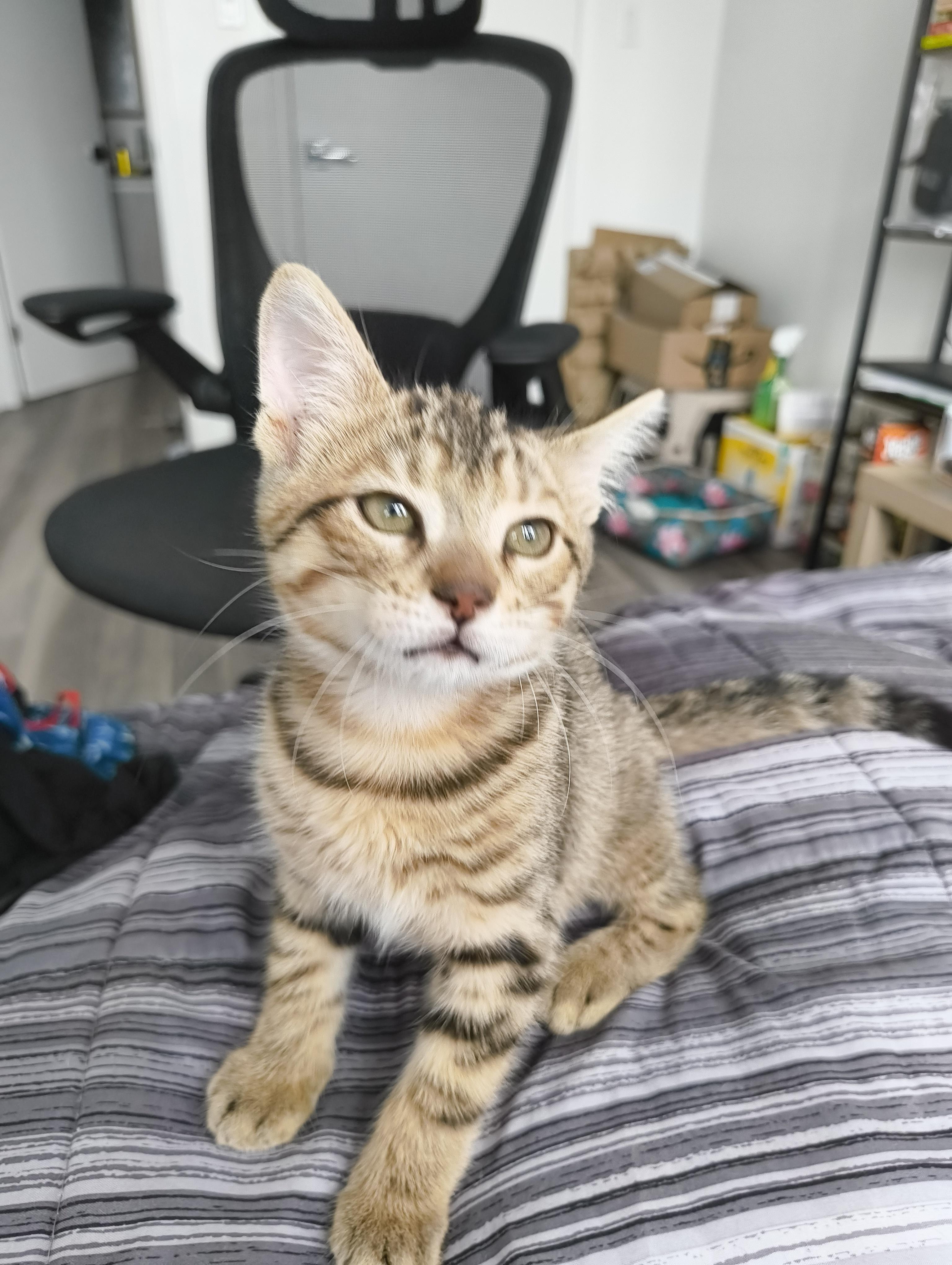 Enlarge Pecan, a Adoptable Domestic Short Hair in Hamilton, ON image 2/3