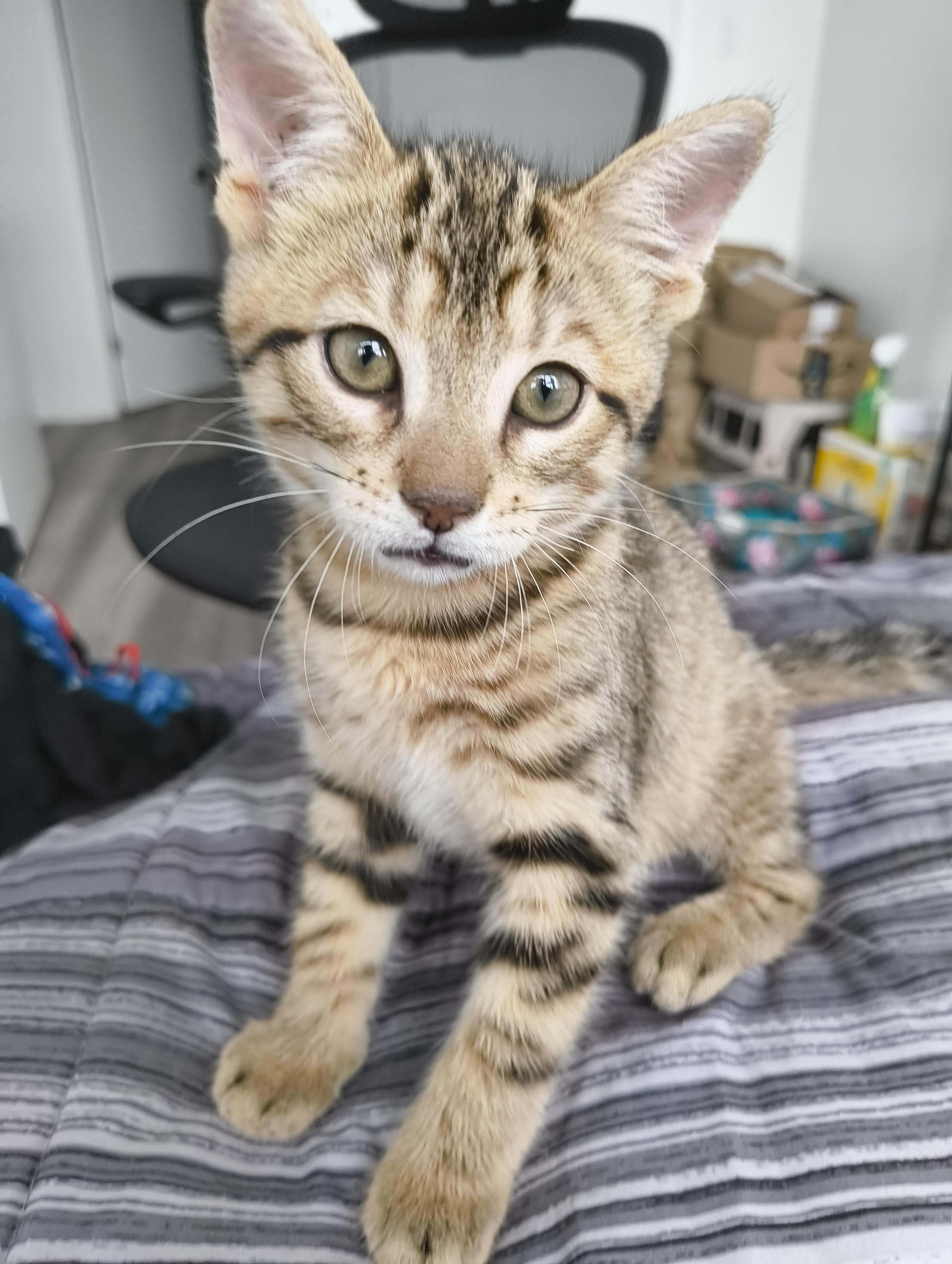 Enlarge Pecan, a Adoptable Domestic Short Hair in Hamilton, ON image 3/3
