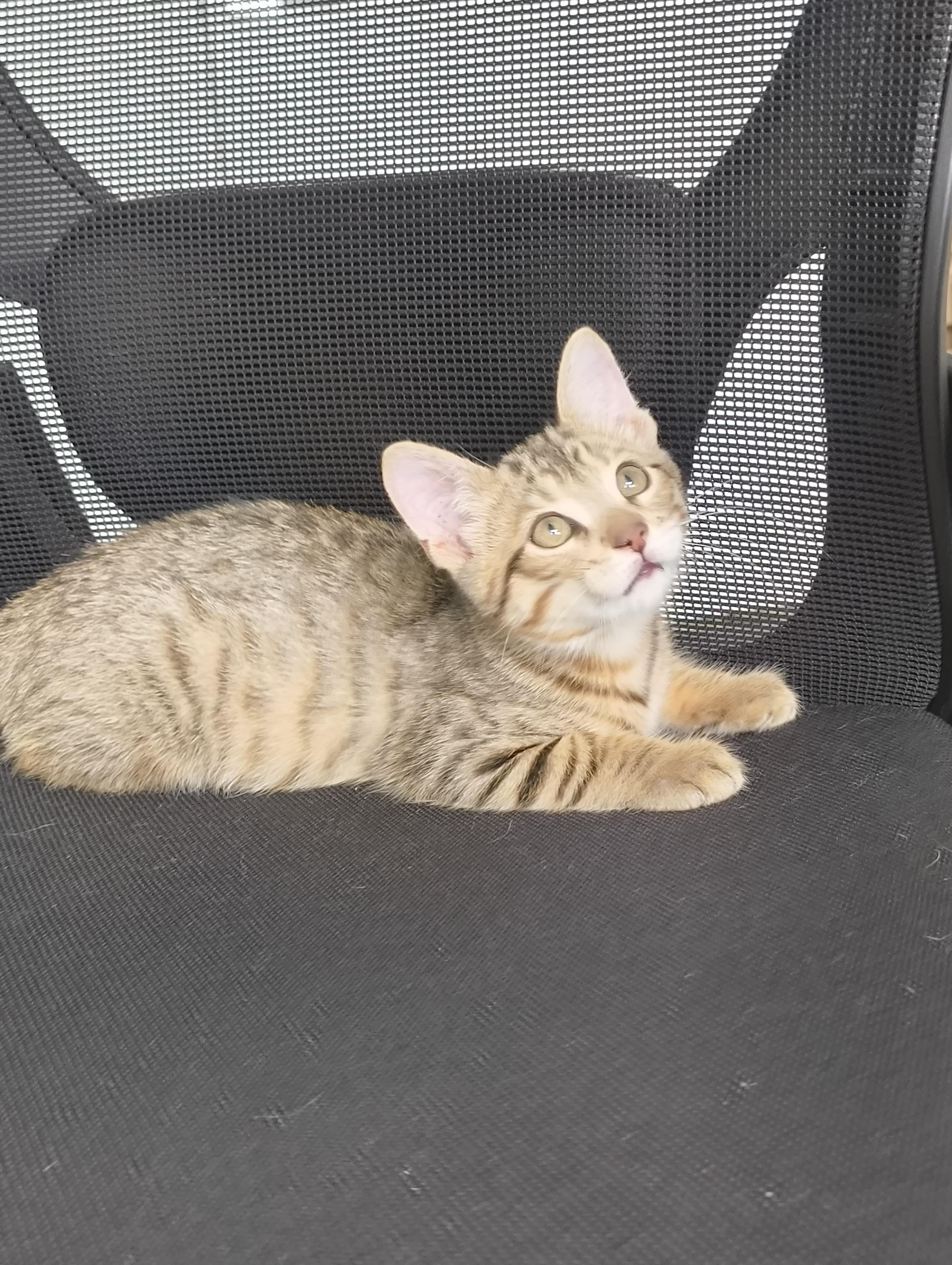 Pecan, Adoptable, Kitten Male Domestic Short Hair.