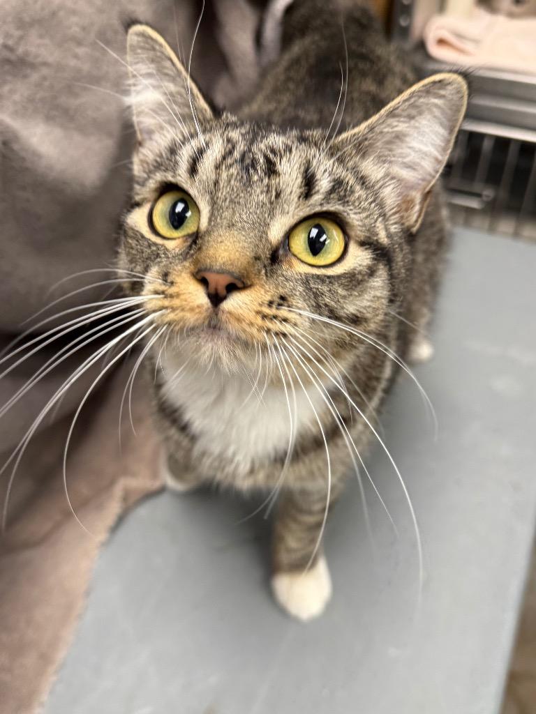 Enlarge Coraline, a Adoptable Domestic Short Hair in Gillette, WY image 2/2