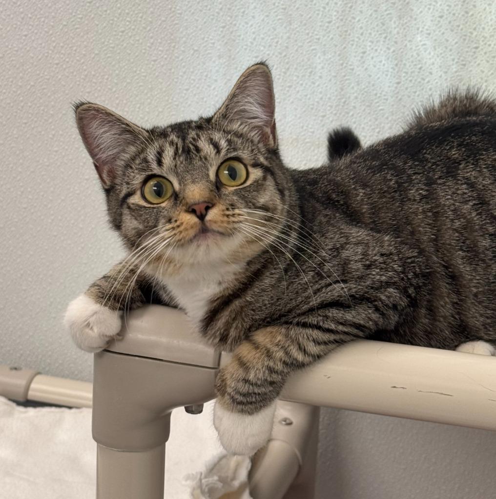 Enlarge Coraline, a Adoptable Domestic Short Hair in Gillette, WY image 1/2