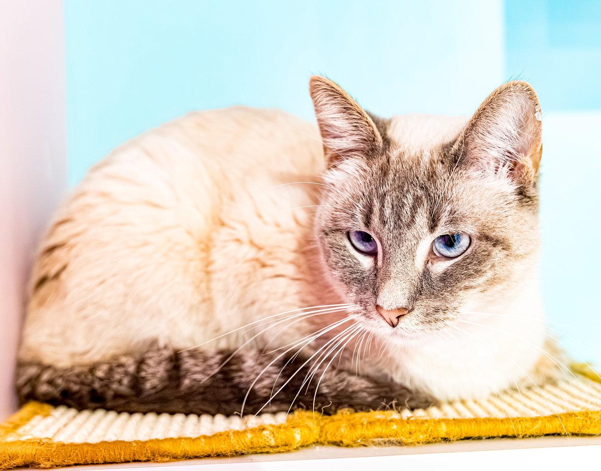 Harley Quinn - KBC, Adopted, Adult Female Siamese & Domestic Short Hair.