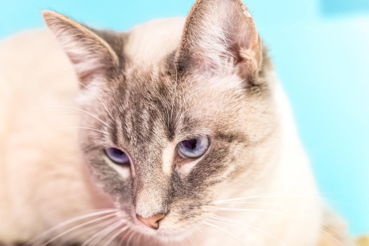 Harley Quinn - KBC, a Adopted mixed breed in Dublin, OH image 2/2