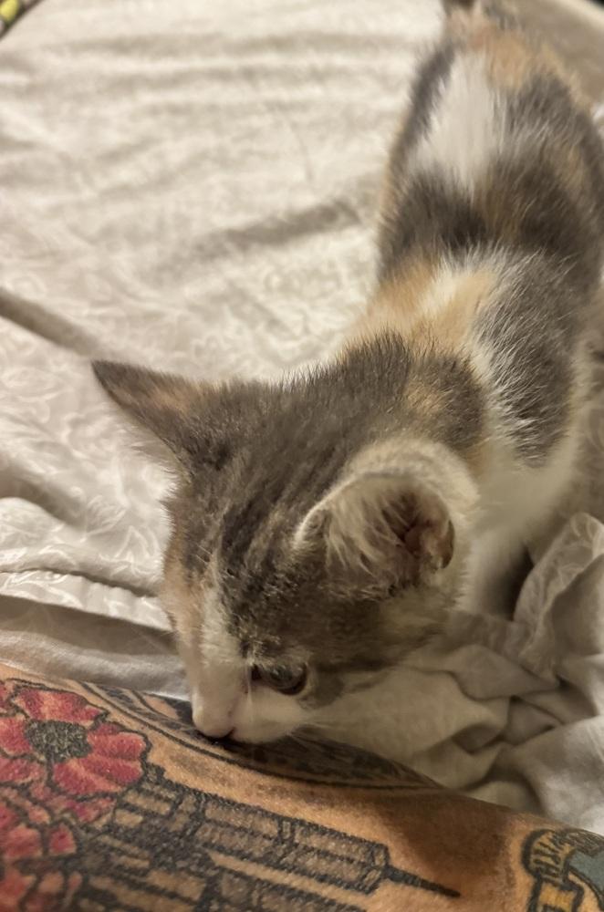 Sassafras, Adoptable, Kitten Female Calico & Domestic Short Hair.