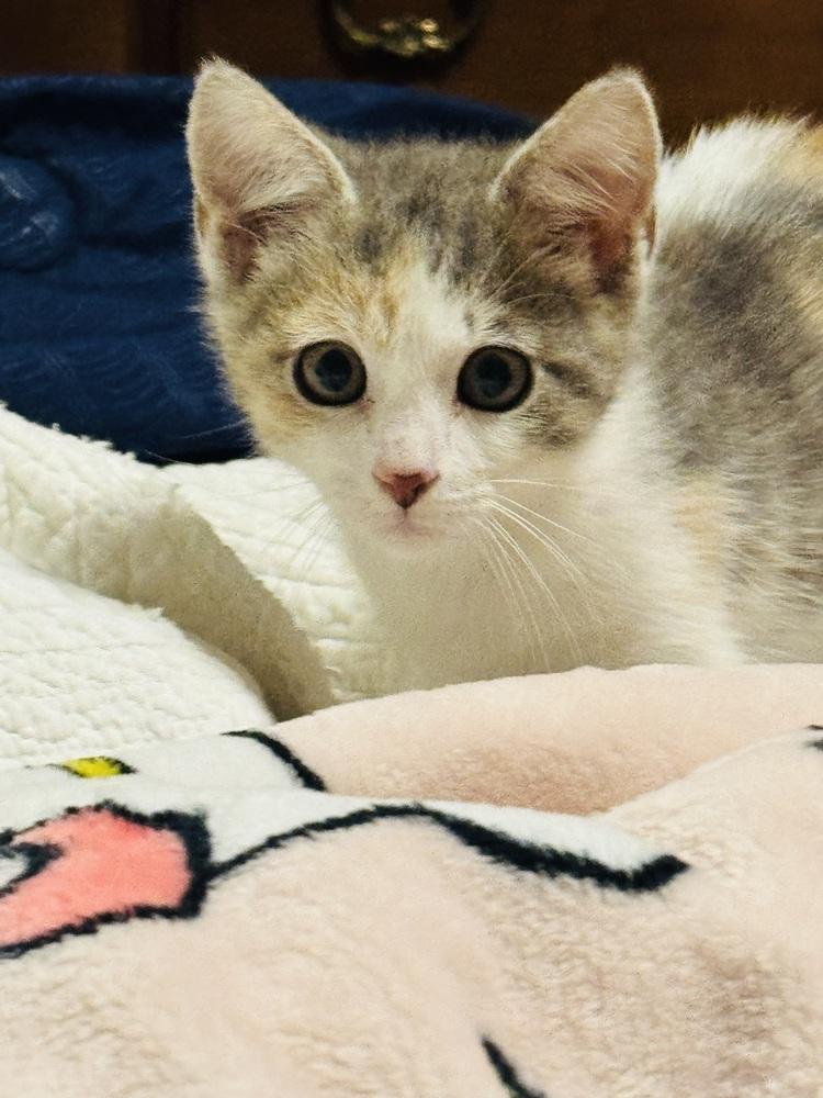 Sassafras, a Adoptable mixed breed in Plumerville, AR image 2/4