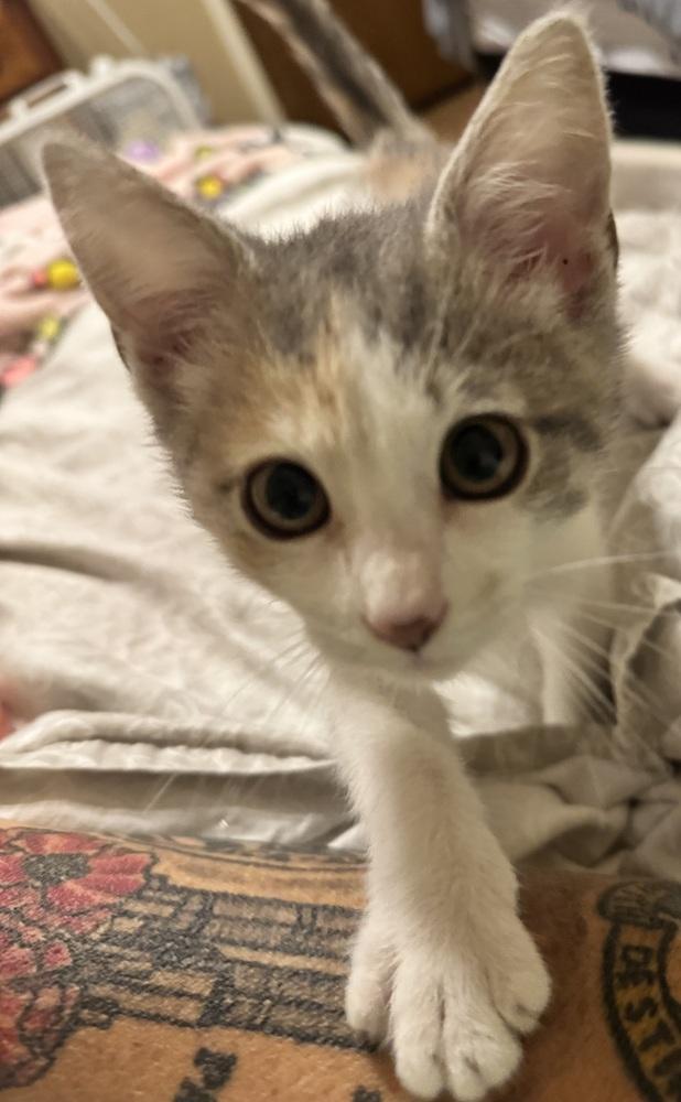Sassafras, a Adoptable mixed breed in Plumerville, AR image 3/4