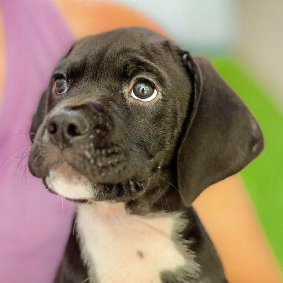 Shaggy, Adoptable, Puppy Male Hound & Spaniel.