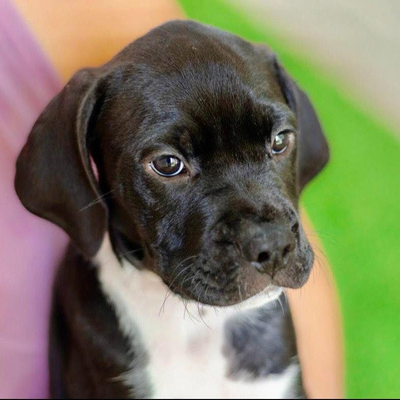 Enlarge Shaggy, a Adoptable mixed breed in Bloomfield, CT image 2/3