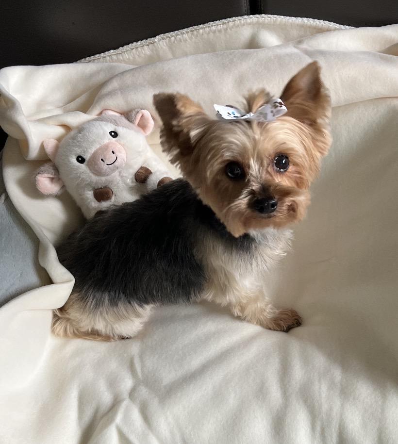 Enlarge Hazelnut, a ADOPTABLE Yorkshire Terrier in Taunton, MA image 1/5