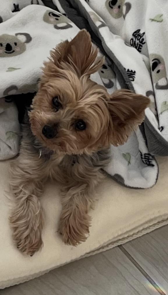 Enlarge Hazelnut, a ADOPTABLE Yorkshire Terrier in Taunton, MA image 3/5