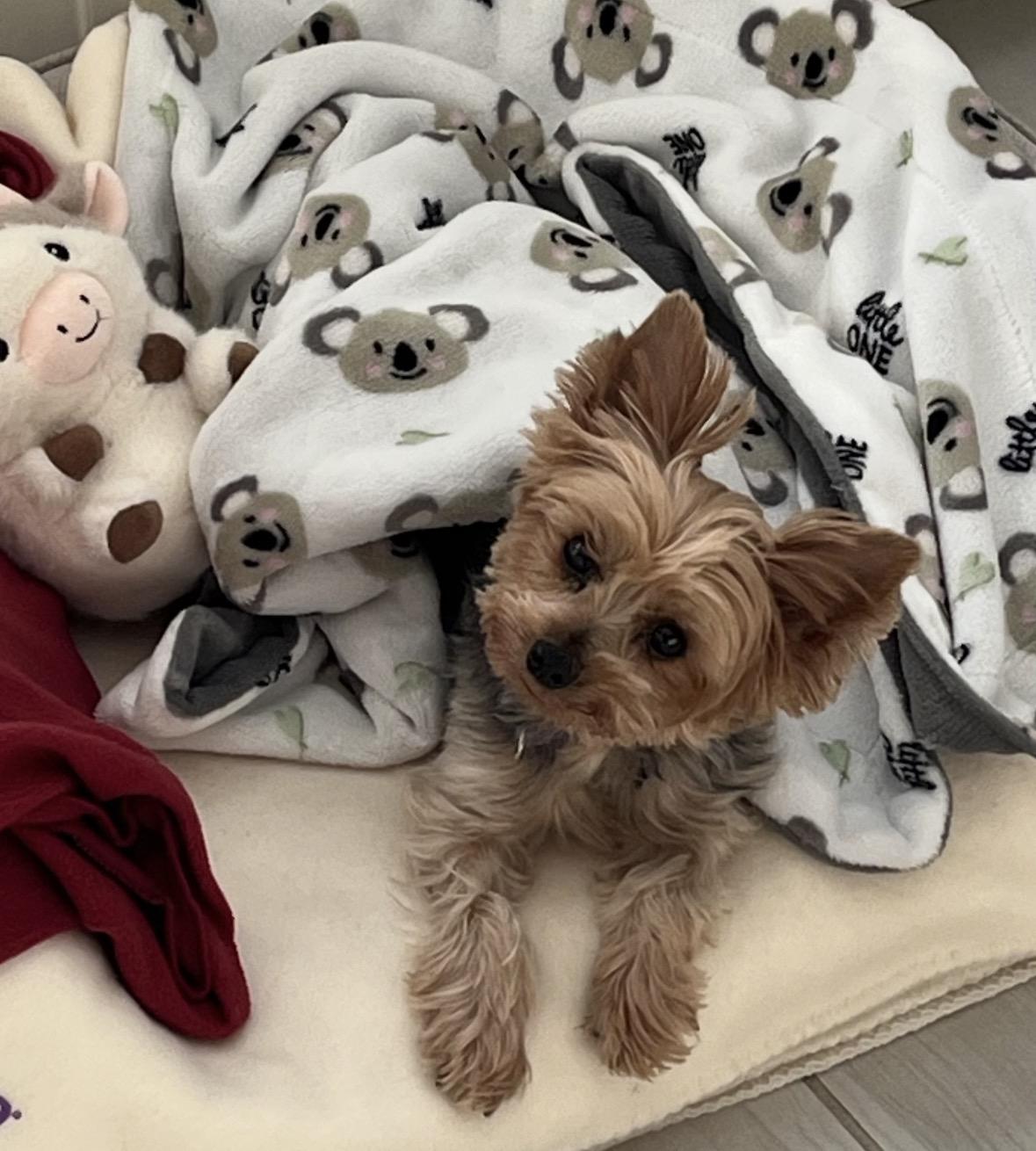 Enlarge Hazelnut, a ADOPTABLE Yorkshire Terrier in Taunton, MA image 2/5