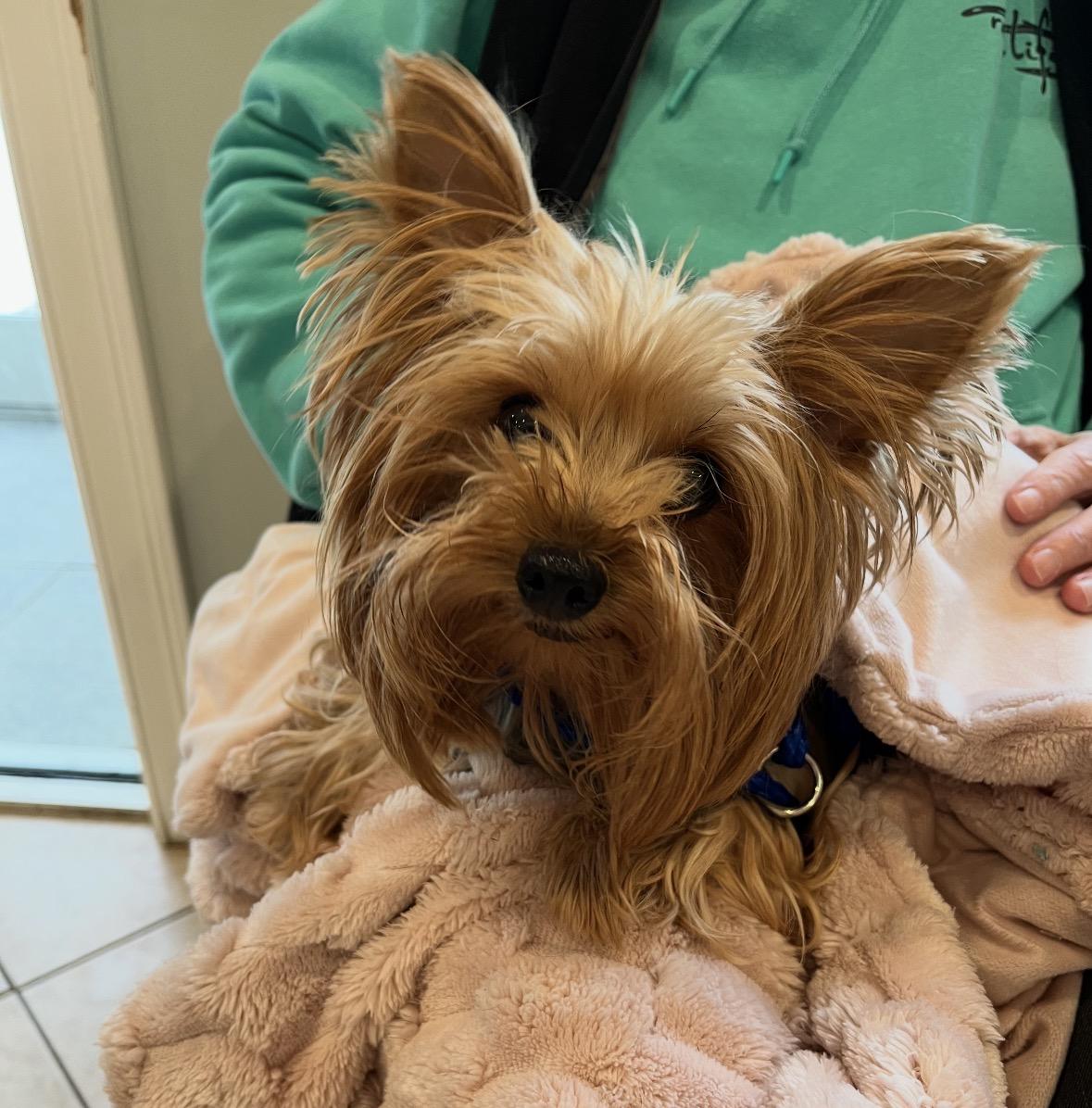 Enlarge Hazelnut, a ADOPTABLE Yorkshire Terrier in Taunton, MA image 4/5
