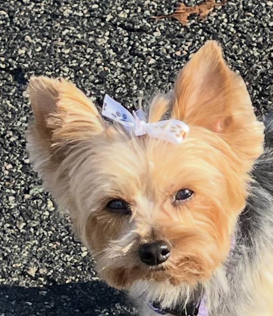 Enlarge Hazelnut, a ADOPTABLE Yorkshire Terrier in Taunton, MA image 5/5