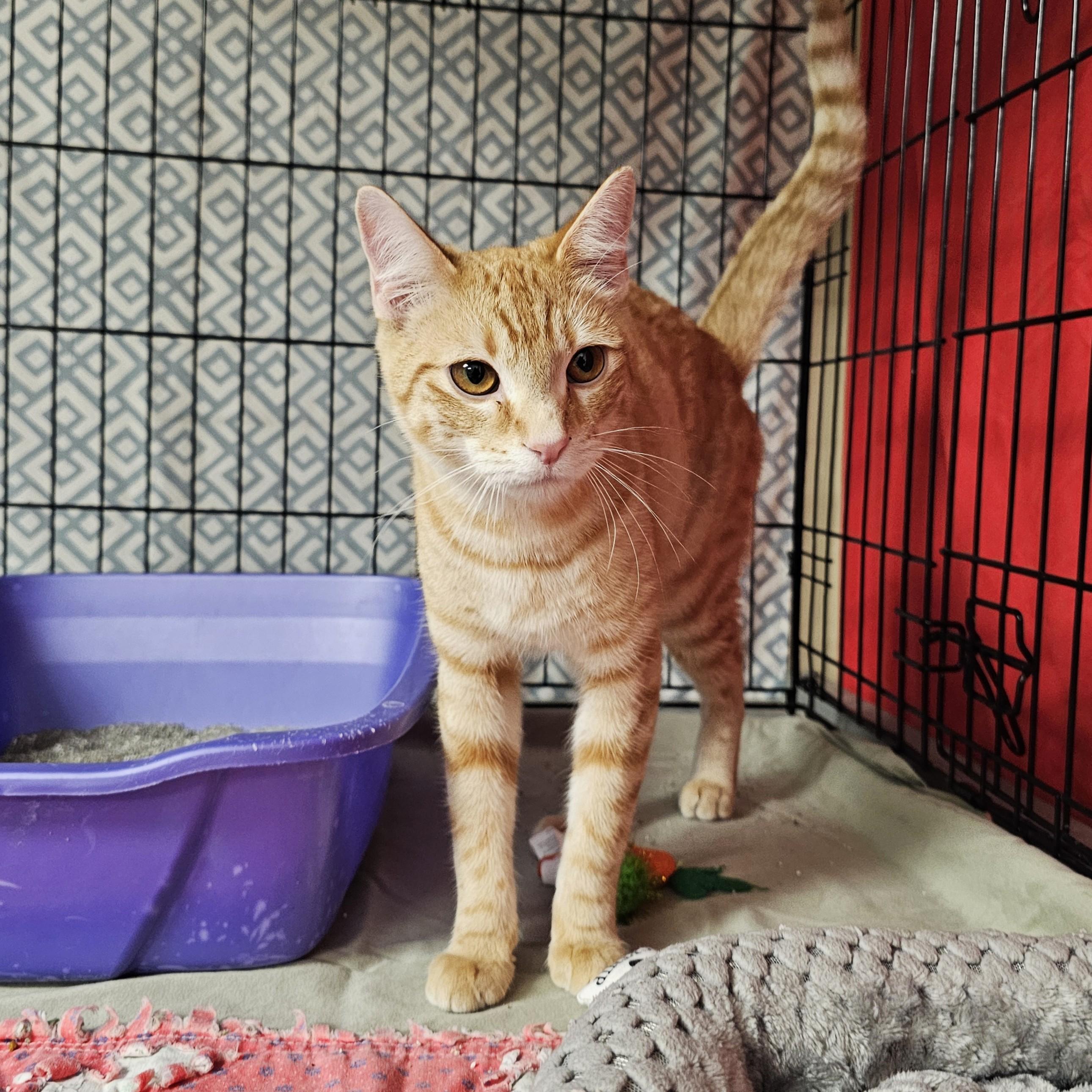 Eli, adopted, Young Male Domestic Short Hair & Tabby.
