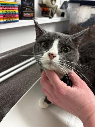 Enlarge Sage, a Adoptable mixed breed in South Bend, IN image 1/1