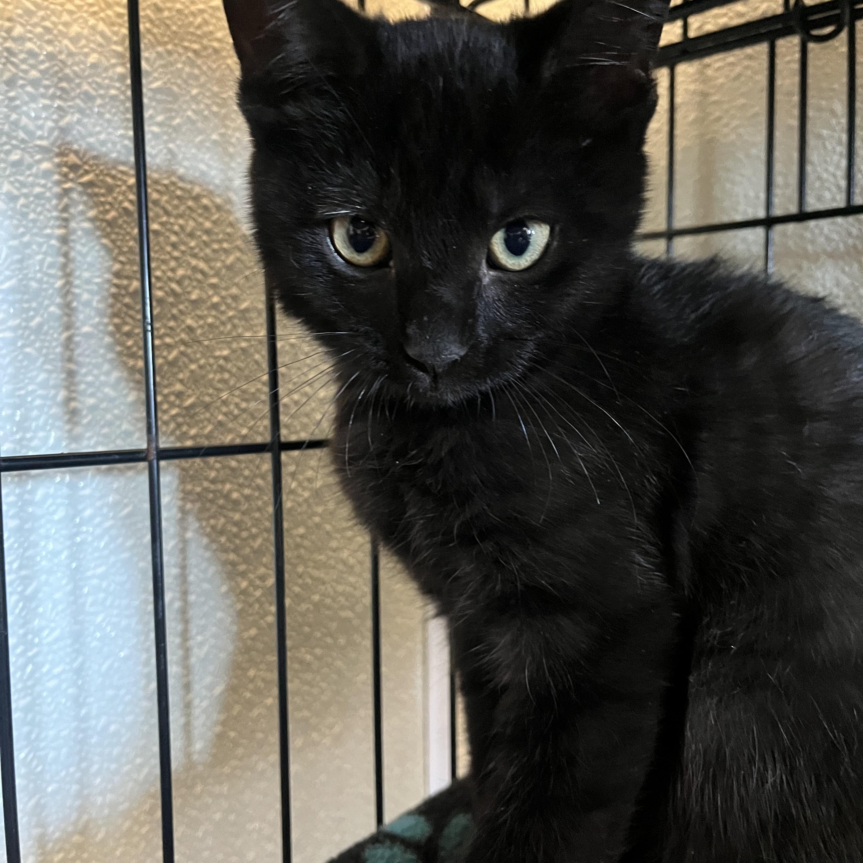 Enlarge Black Jack, a Adopted Domestic Short Hair in Jackson, CA image 1/1