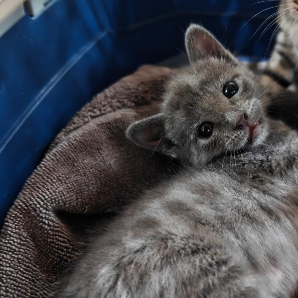Asher, Adoptable, Kitten Male Domestic Short Hair.