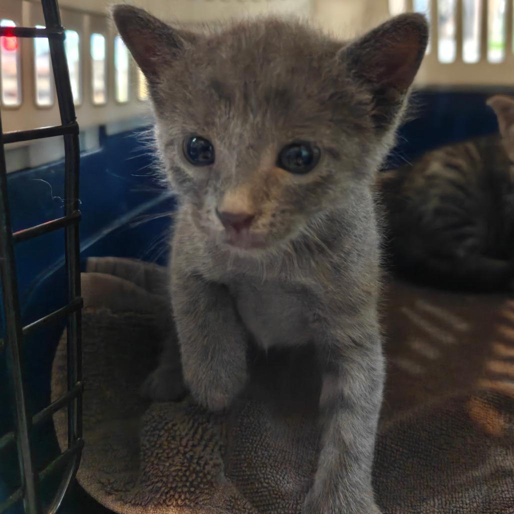 Enlarge Asher, a Adoptable Domestic Short Hair in New Orleans, LA image 2/2