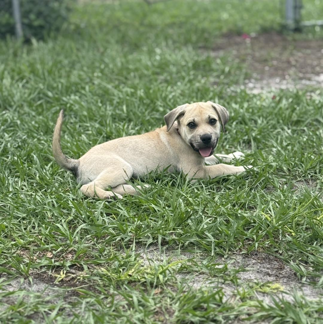 Darla, ADOPTABLE, Puppy Female Labrador Retriever.
