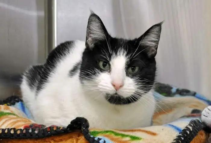 Enlarge Baby, a Adopted Domestic Short Hair in Coupeville, WA image 1/1