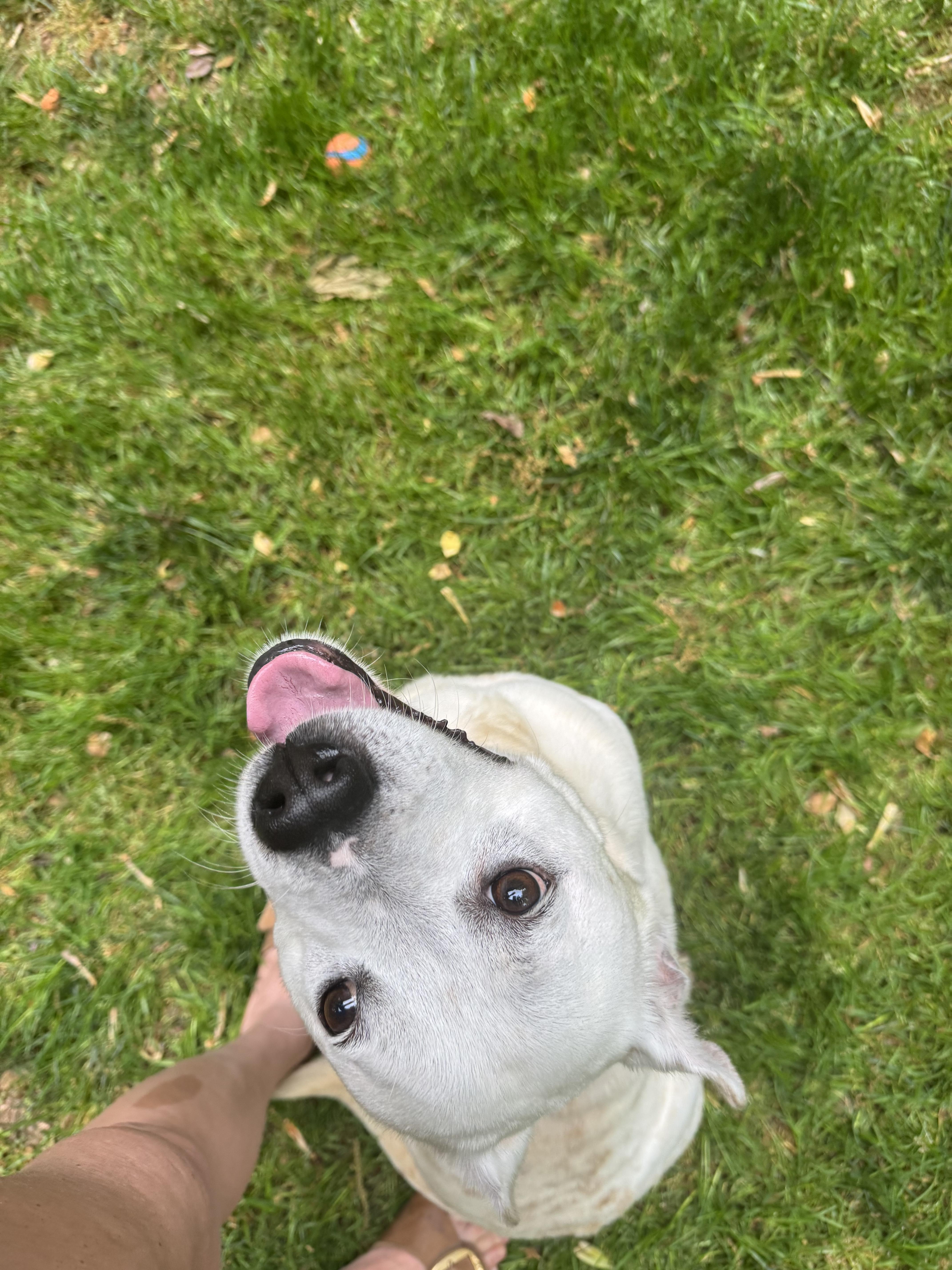 Enlarge CJ, a ADOPTABLE mixed breed in Wilkesboro, NC image 3/4