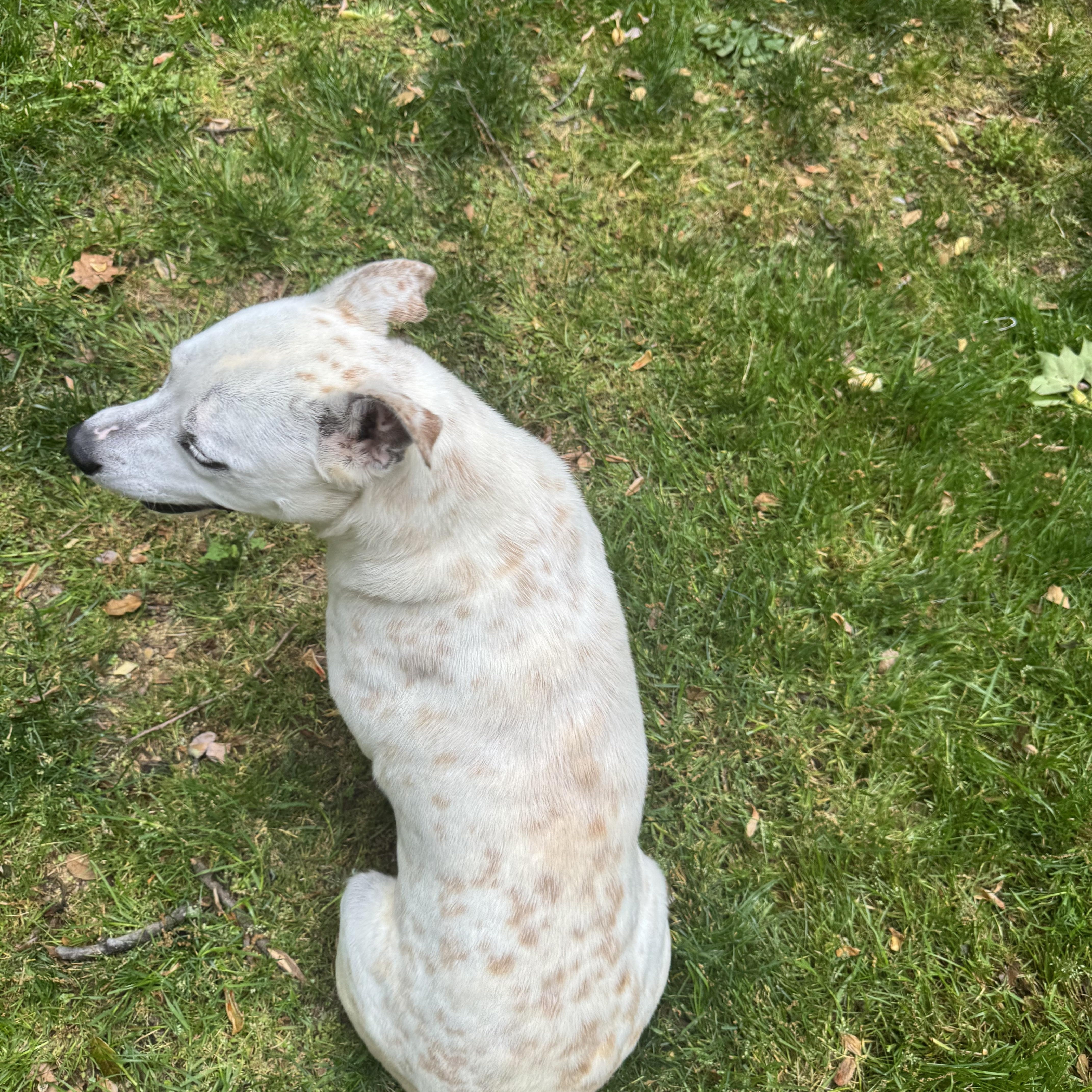 Enlarge CJ, a ADOPTABLE mixed breed in Wilkesboro, NC image 2/4