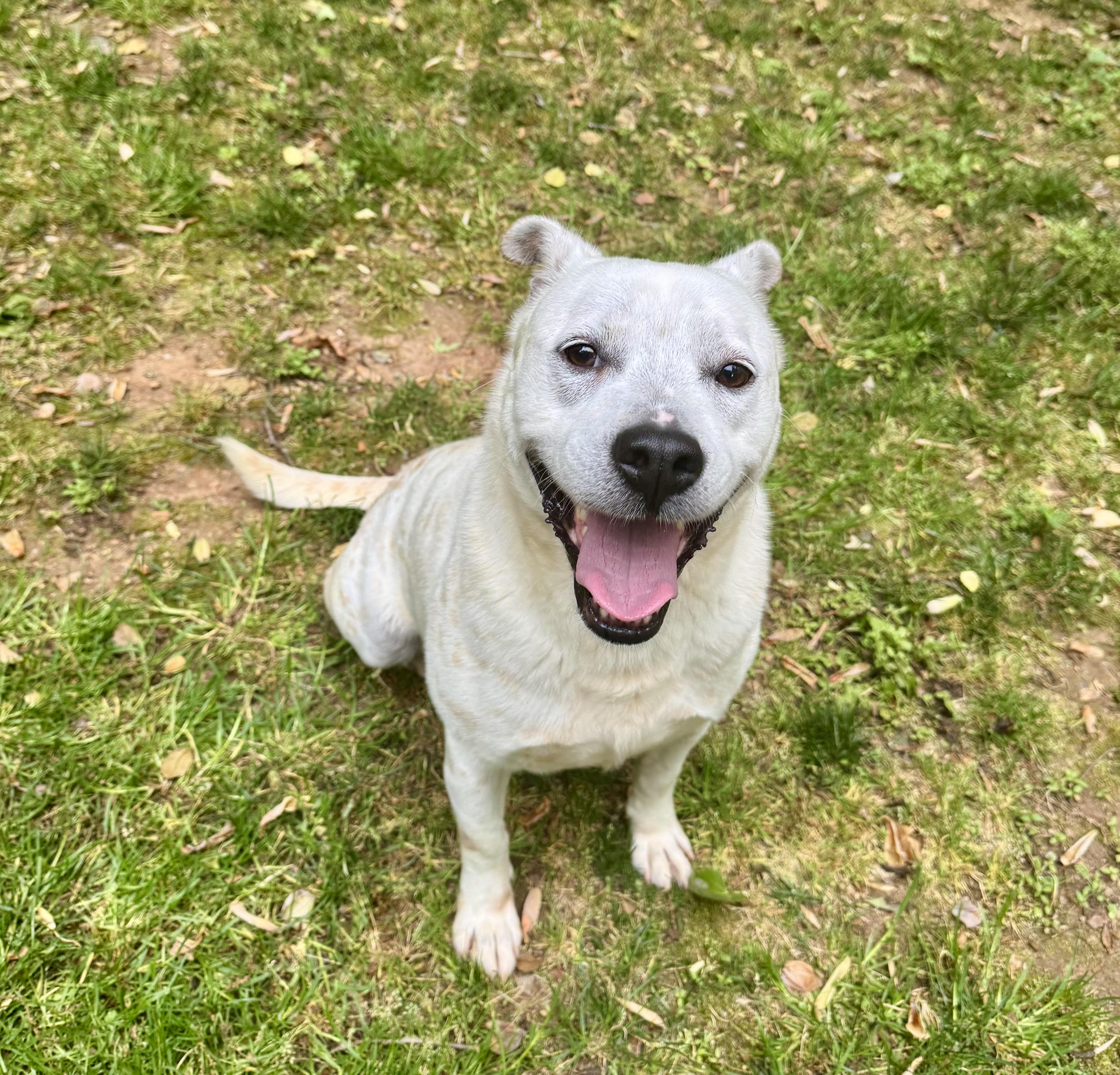 Enlarge CJ, a ADOPTABLE mixed breed in Wilkesboro, NC image 4/4