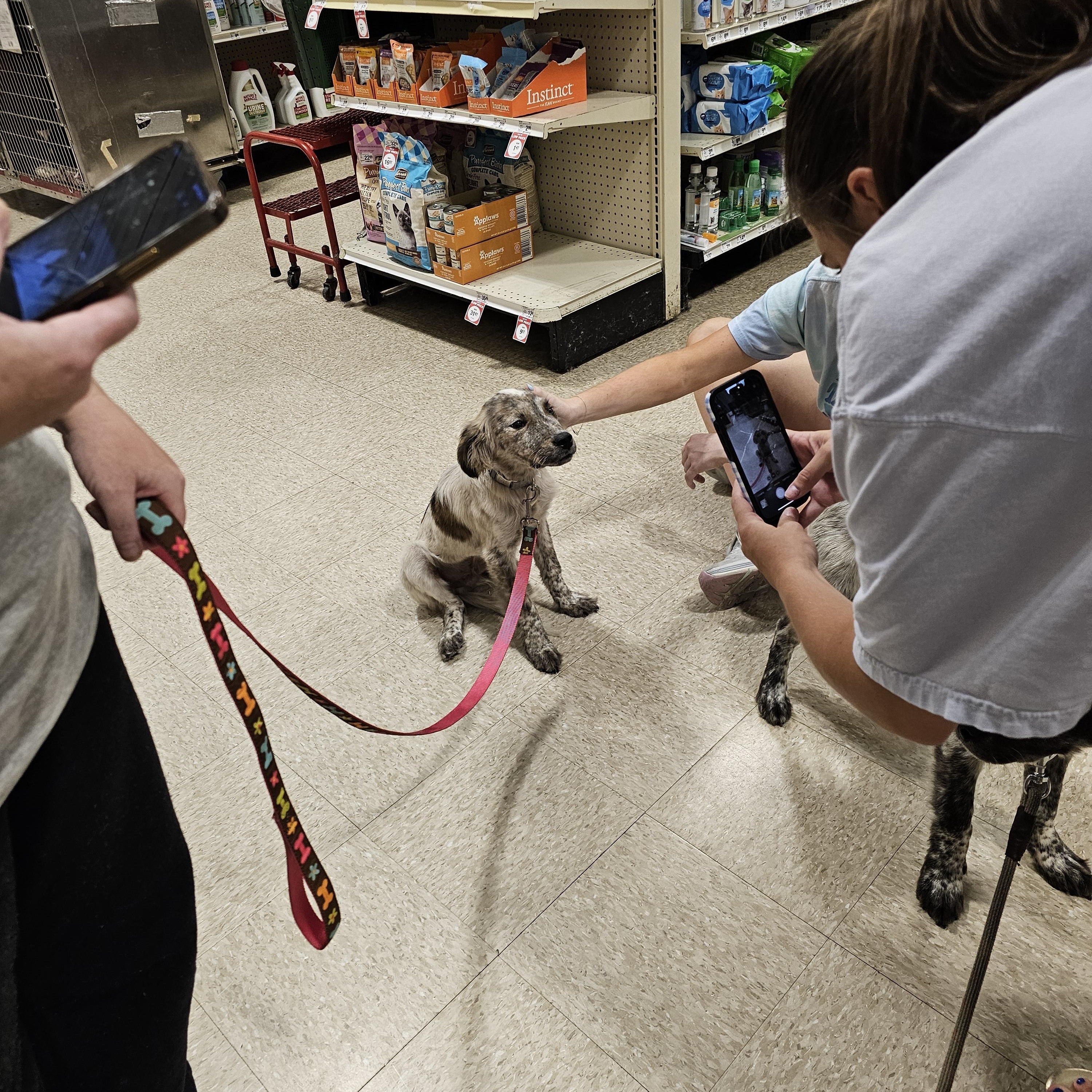 Enlarge Aster, a Adopted mixed breed in Tylertown, MS image 4/5