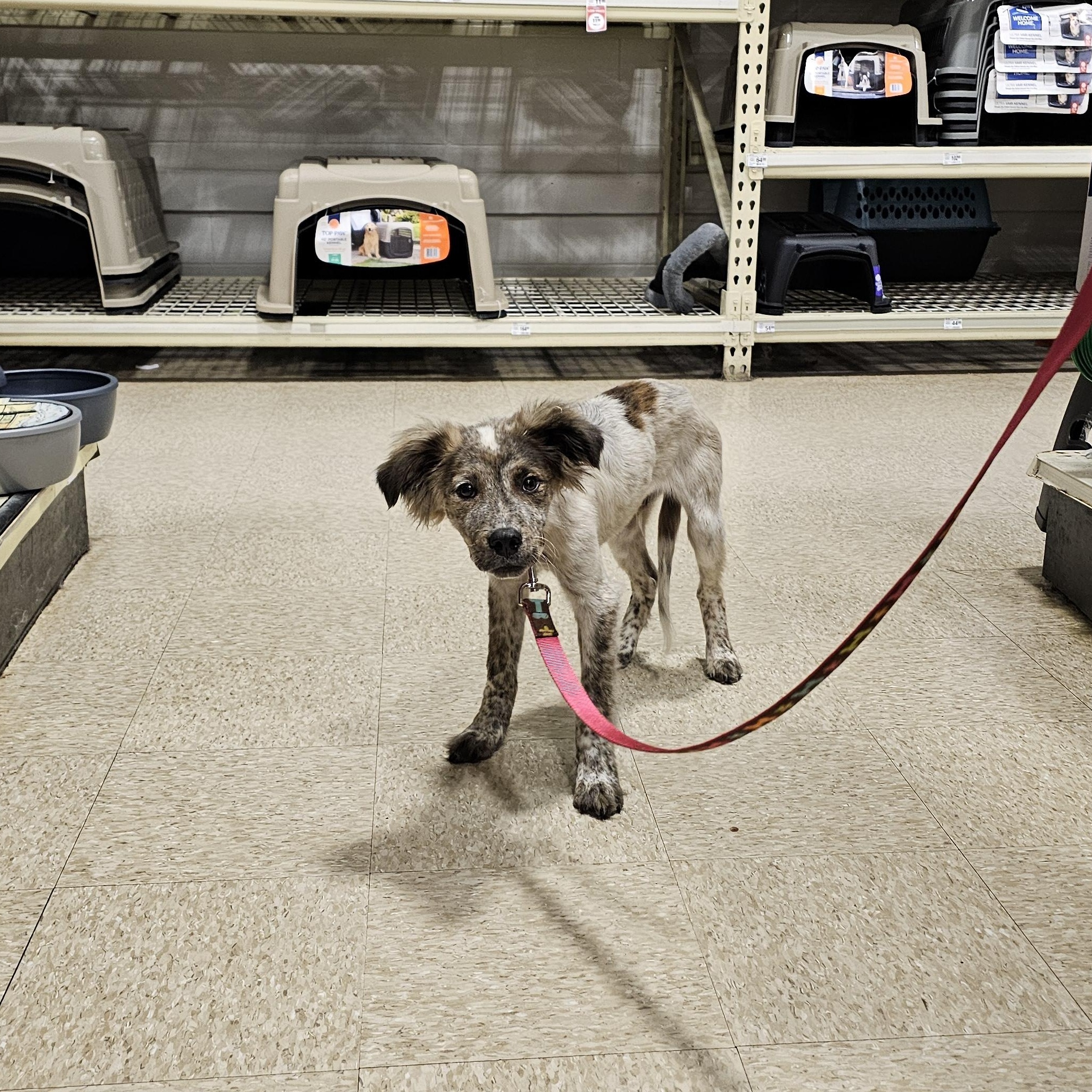 Enlarge Aster, a Adopted mixed breed in Tylertown, MS image 5/5
