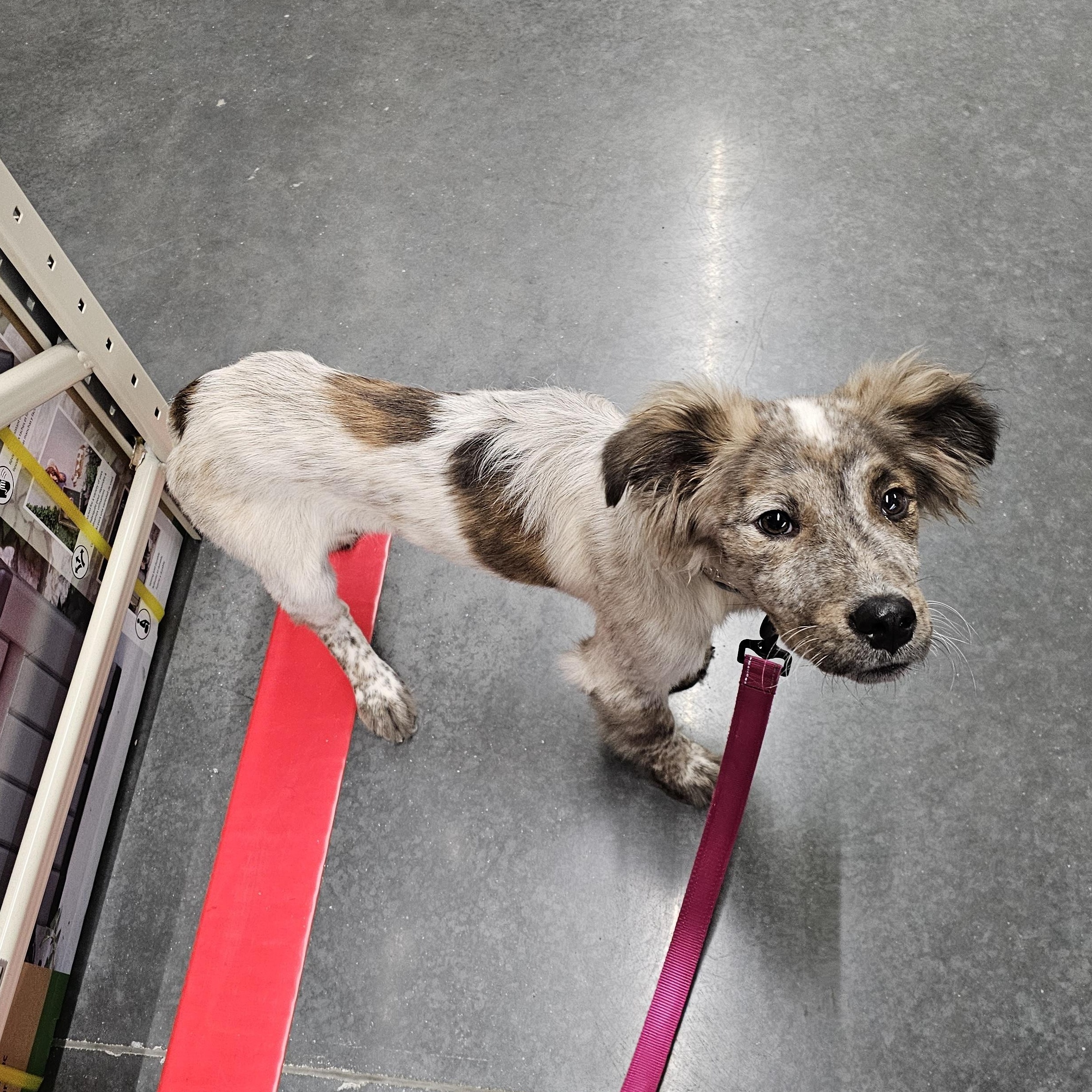 Enlarge Aster, a Adopted mixed breed in Tylertown, MS image 1/5