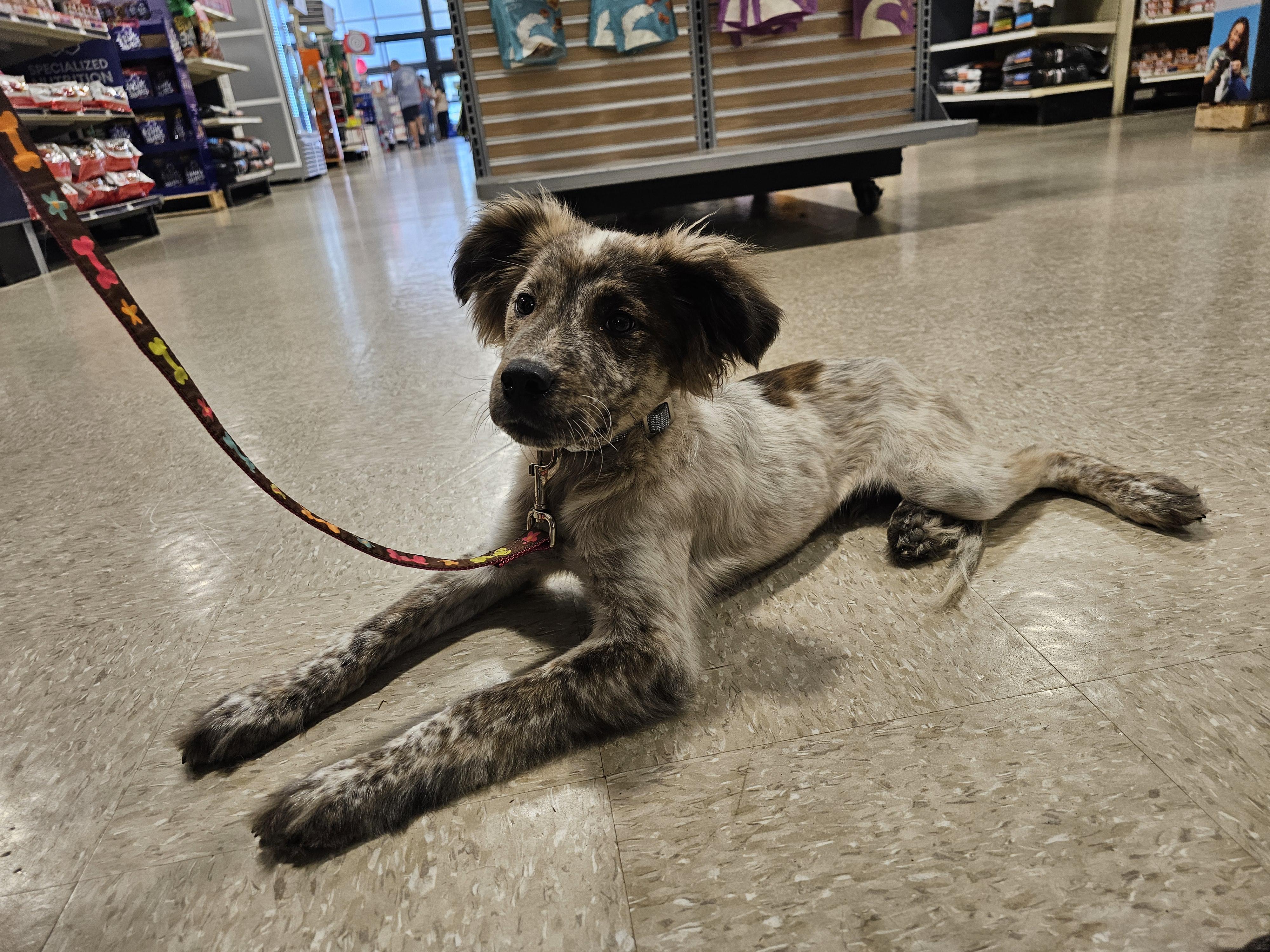 Enlarge Aster, a Adopted mixed breed in Tylertown, MS image 2/5