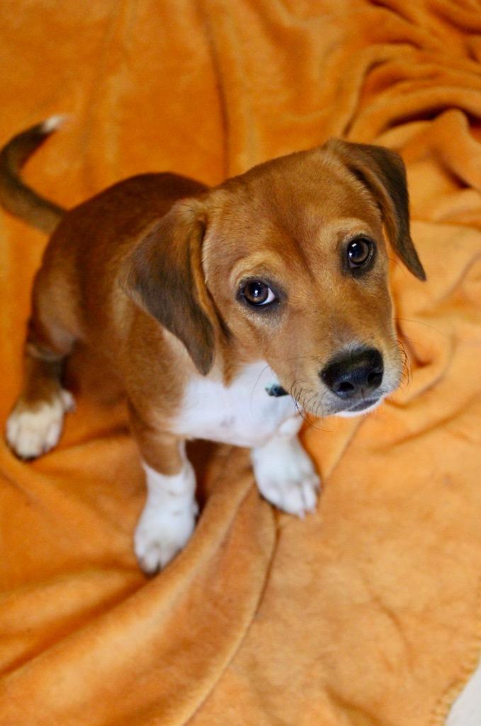 Enlarge Dean (Green Collar), a Adoptable mixed breed in Morgantown, KY image 1/1
