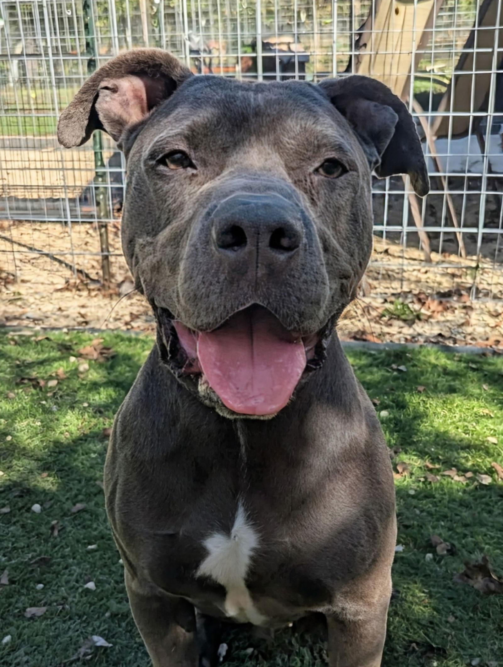 Cowboy, a Adoptable American Staffordshire Terrier in Calhoun, GA image 1/2