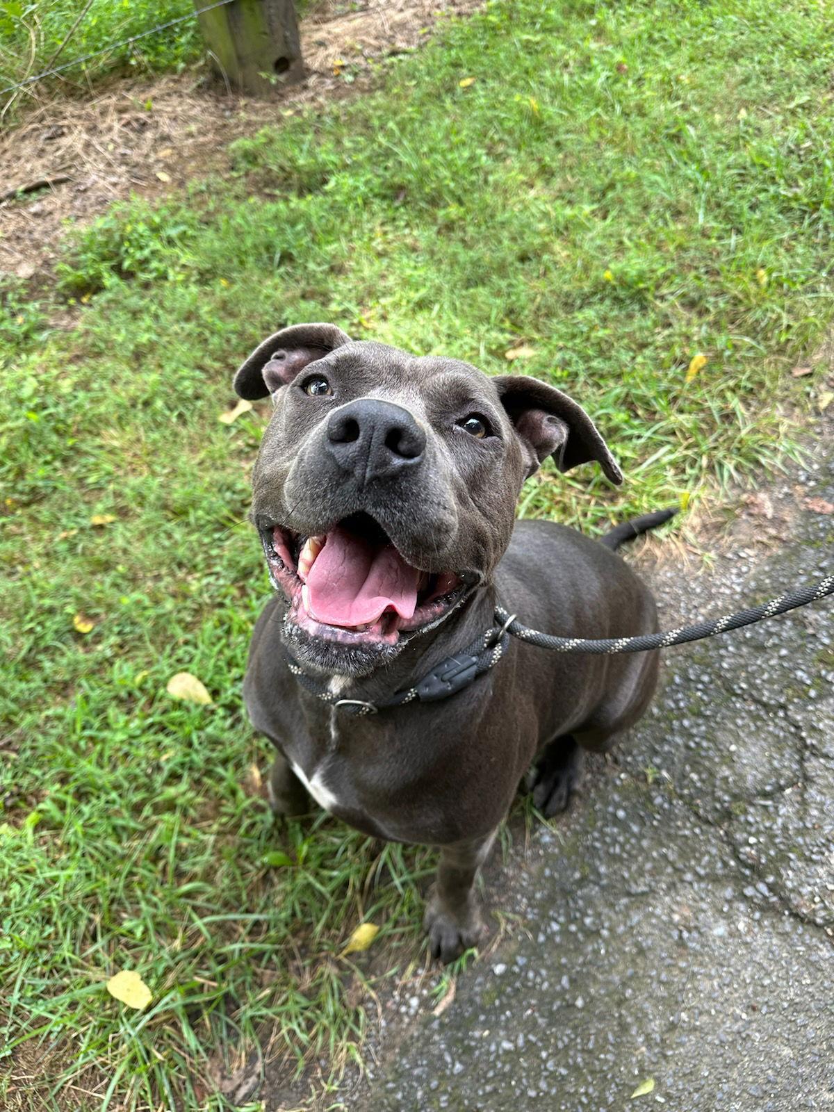 Cowboy, Adoptable, Adult Male American Staffordshire Terrier.