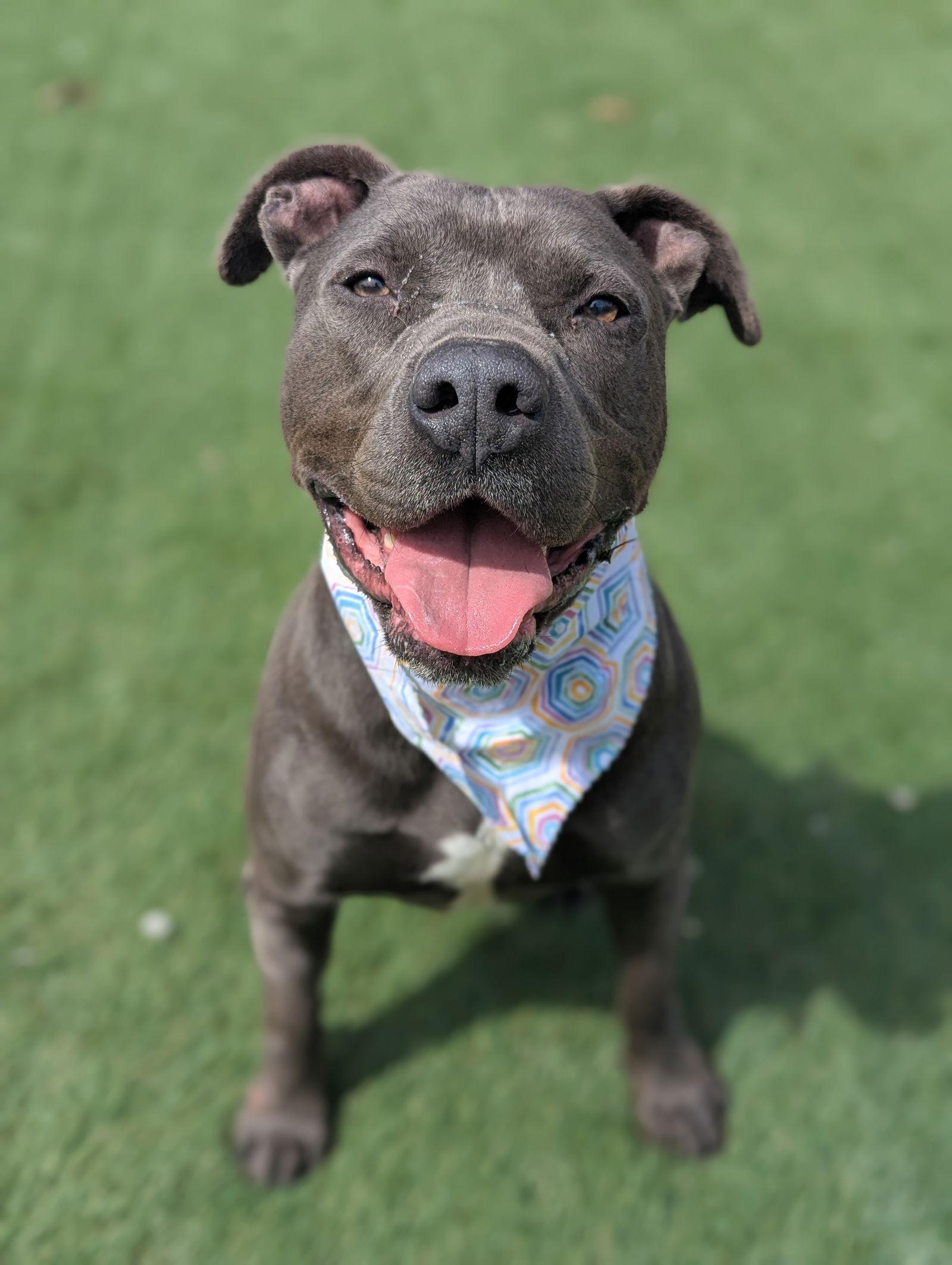 Enlarge Cowboy, a Adoptable American Staffordshire Terrier in Calhoun, GA image 2/3